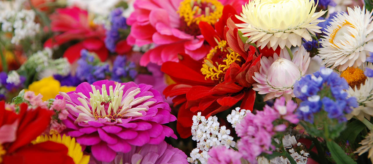 Different types of flowers