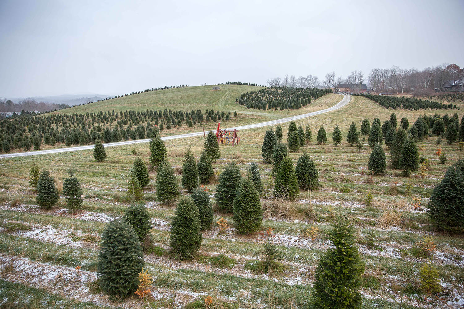 Birds eye view of christmas trees in a field