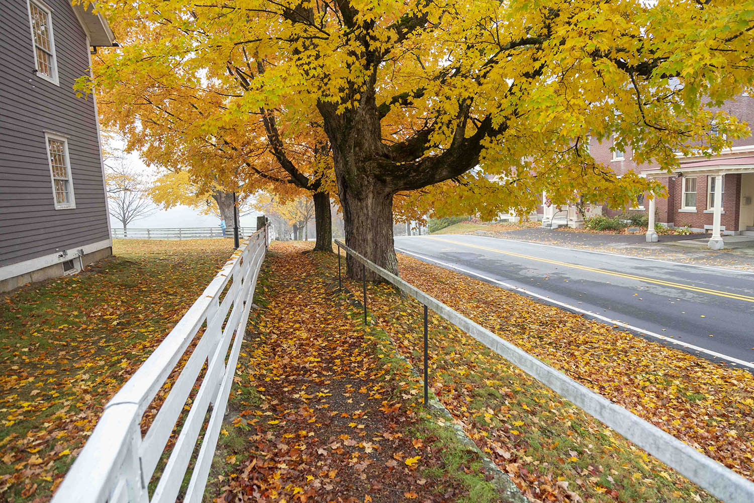 Fall leaves on the ground