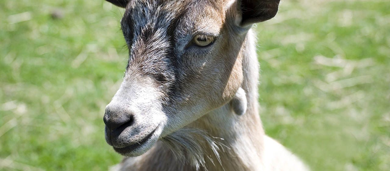 close up of a goat