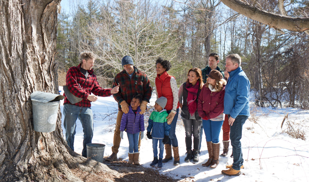 a group of people collecting from a maple tree