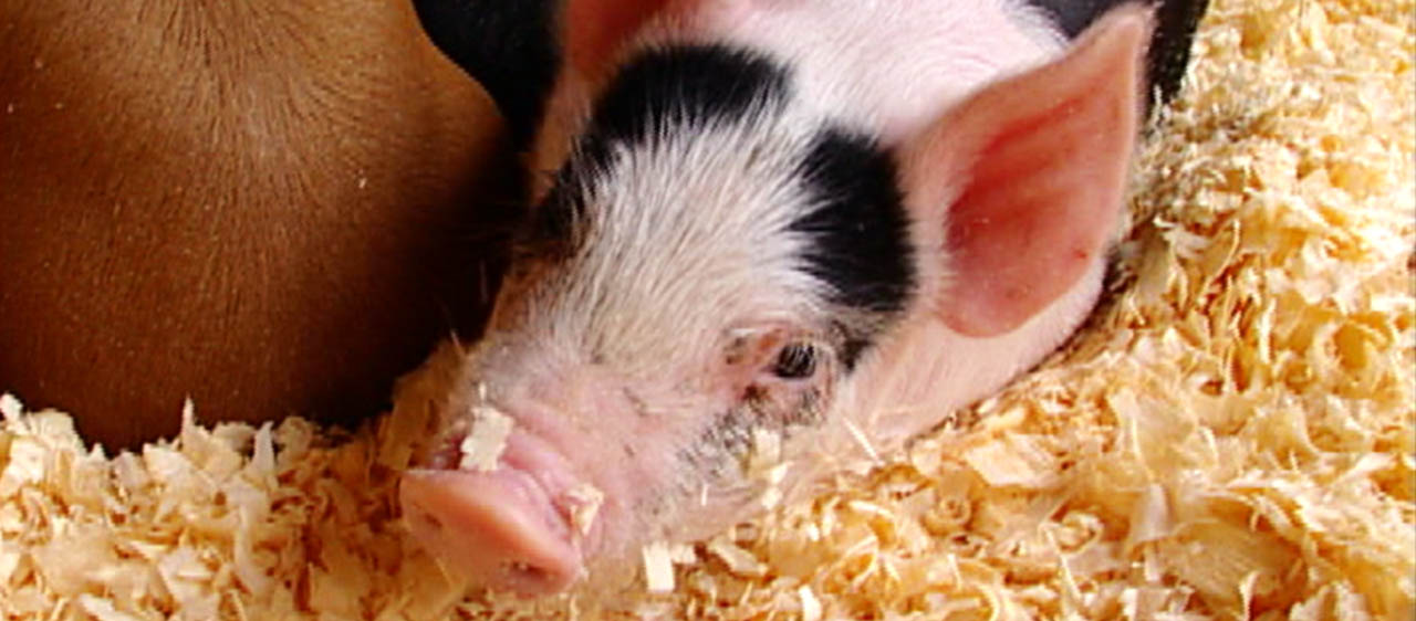 close up of a pig laying down