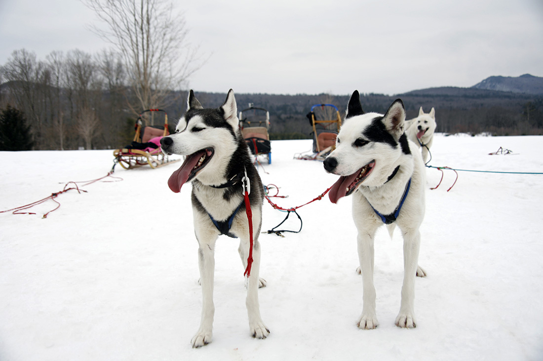 dogs pulling a sled