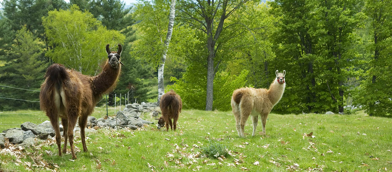 3 alpacas in a field