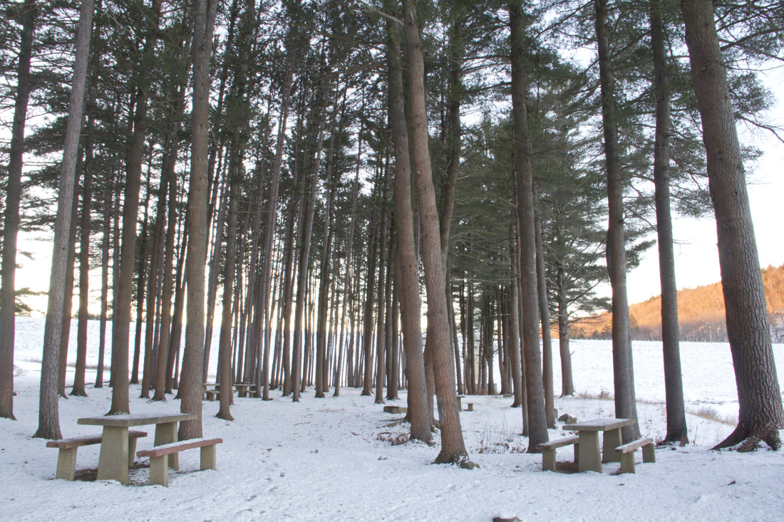 looking up at a bunch of trees in the snow