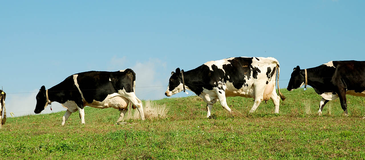 cows grazing a field