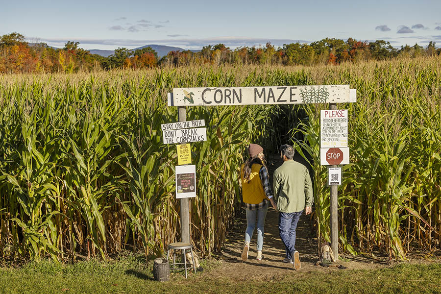 a couple entering a corn maze