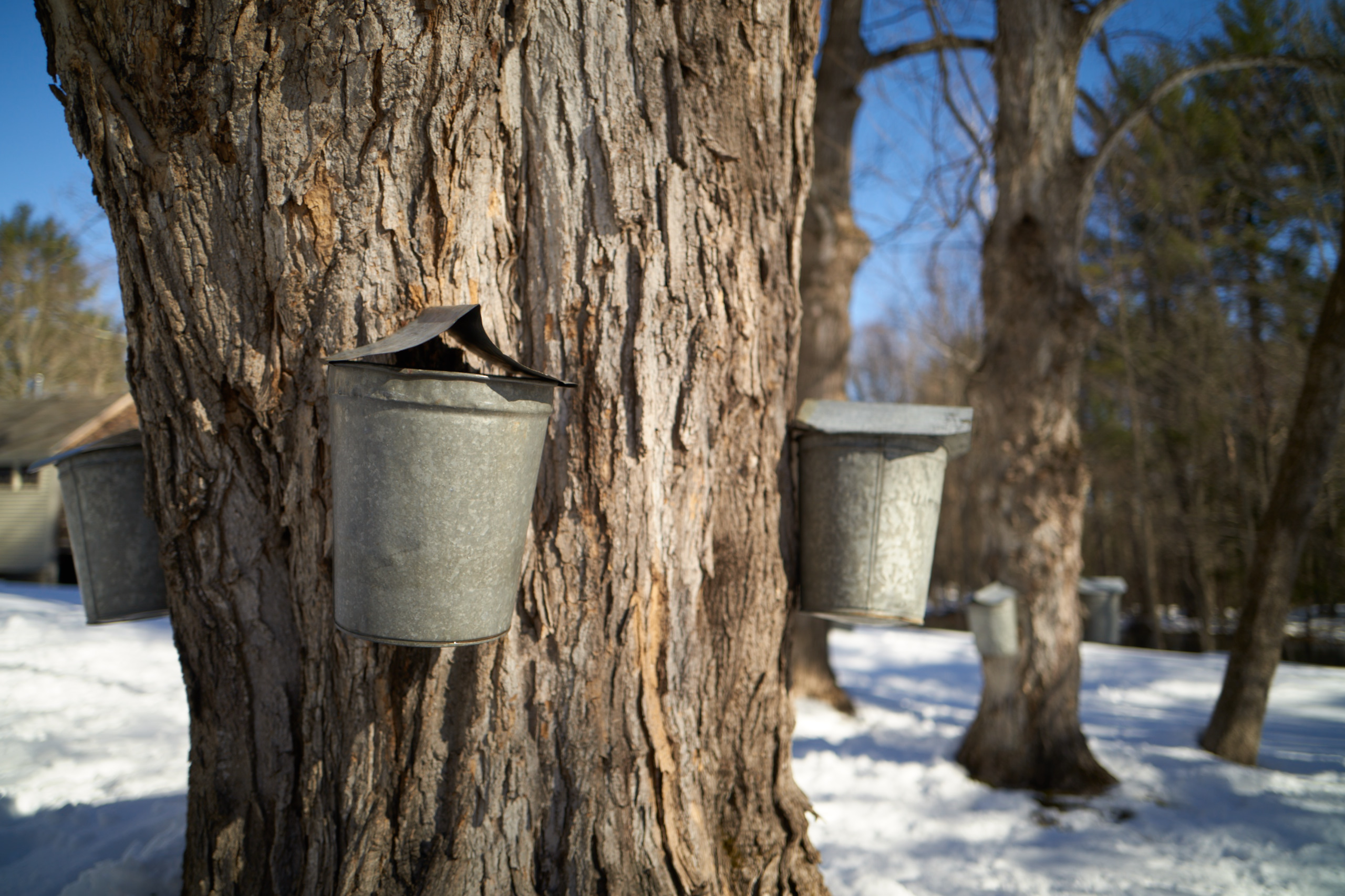 a tree tapped with maple buckets