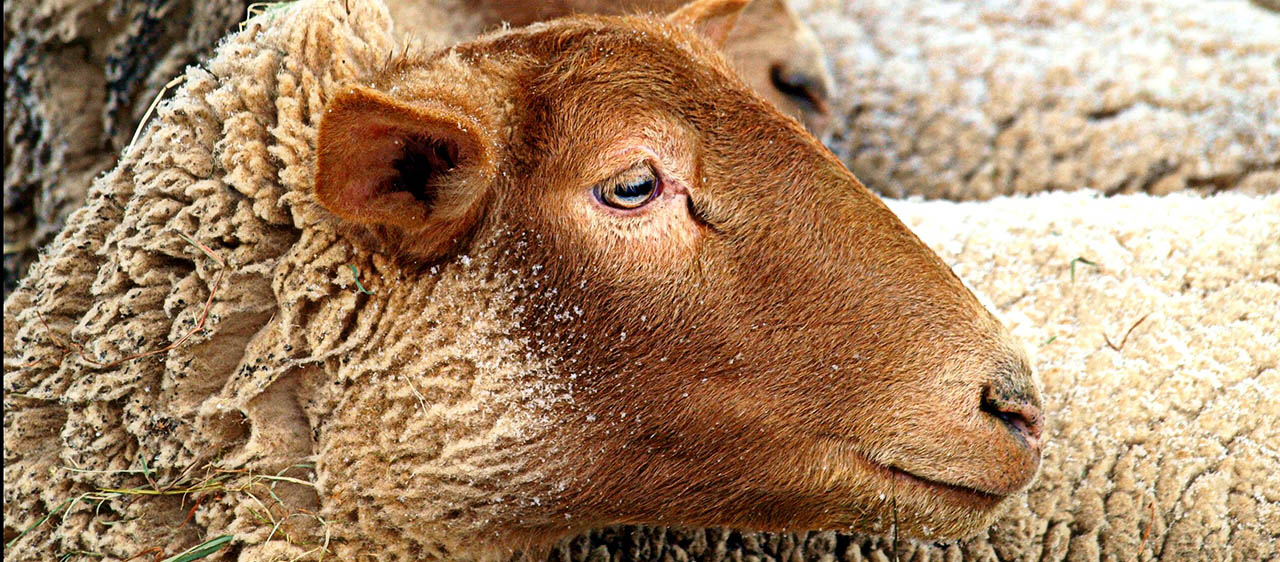 close up of a sheep