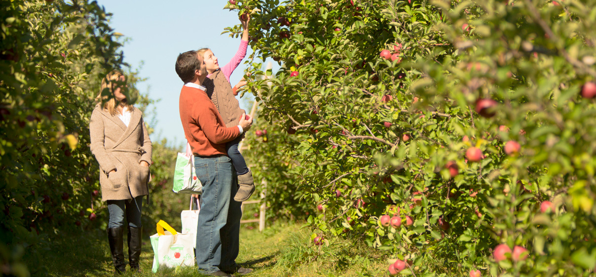 Father helping daughter pick an apple