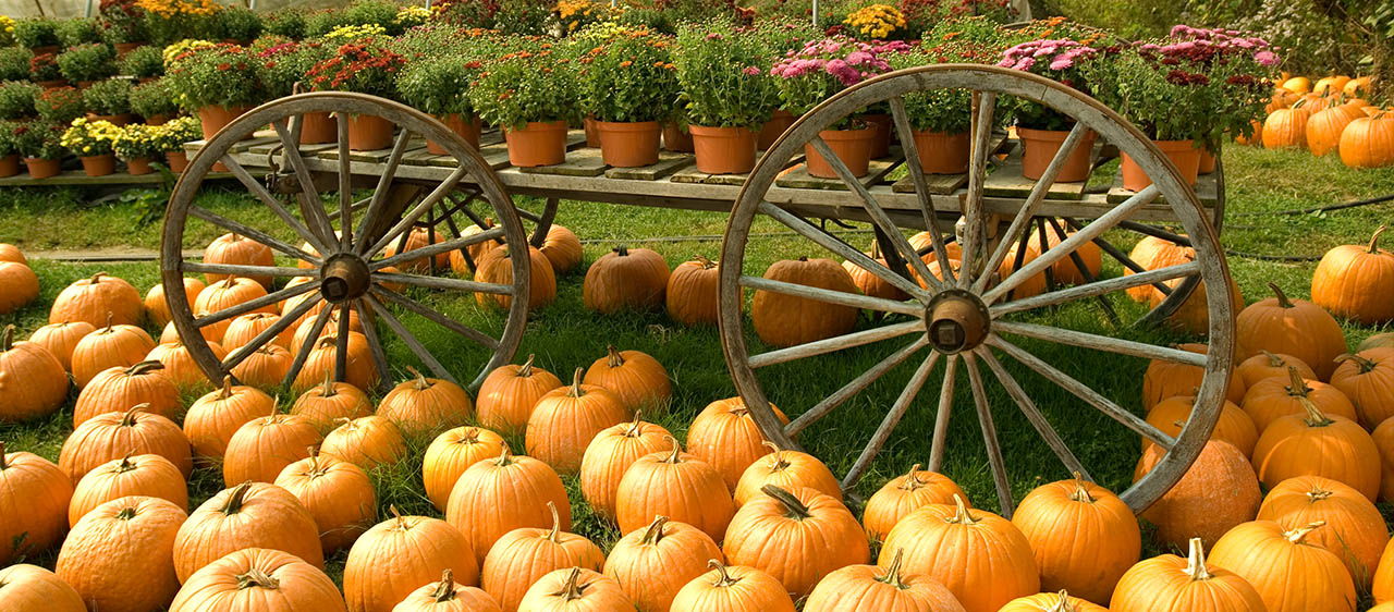 Pumpkins at a market