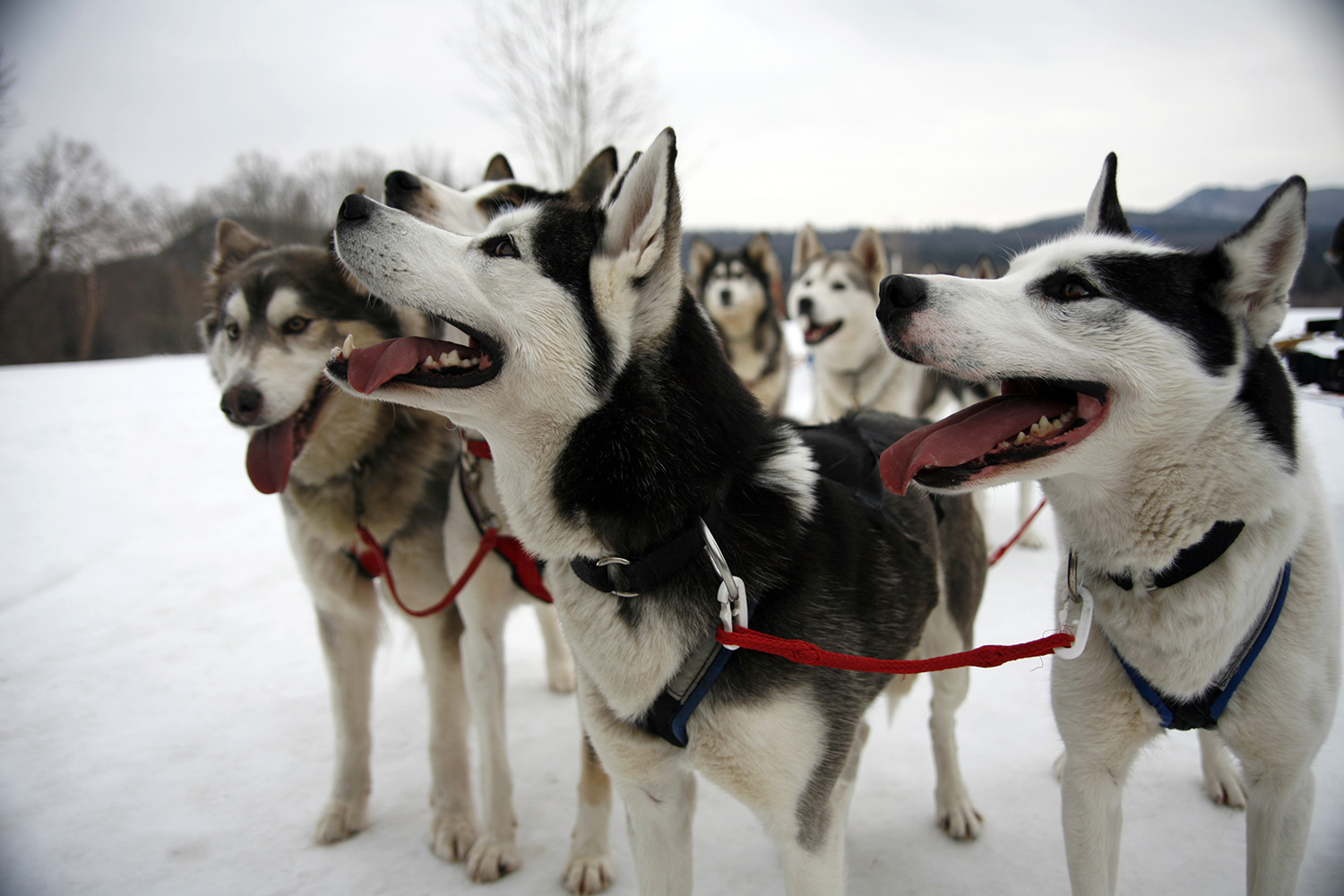 Multiple dogs on a leash