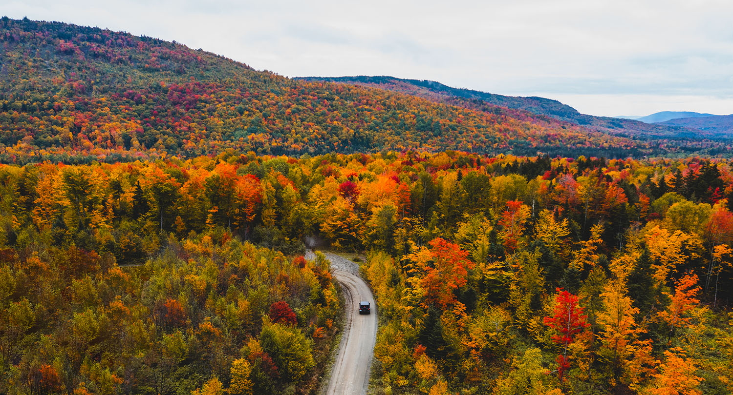 Dirt road going through foliage