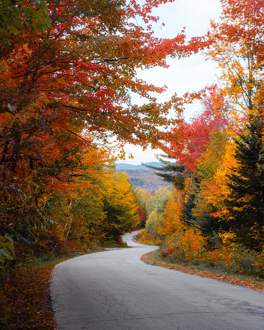 view of many trees during peak foliage