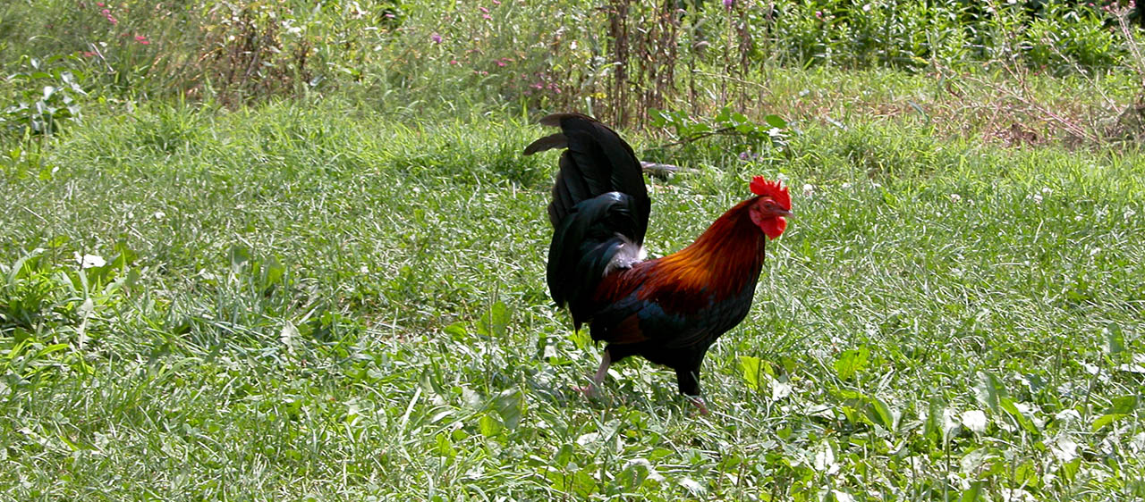 Chicken walking in the grass