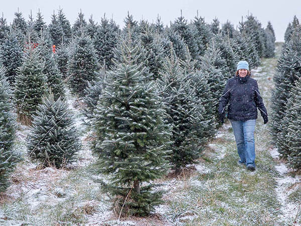 christmas trees in a christmas tree farm