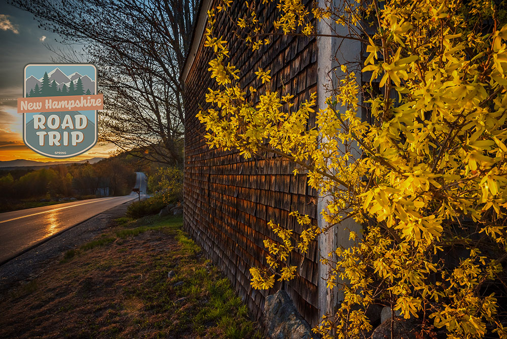 a view of a road at sunset, next to a home with a yellow flowering bush outside.