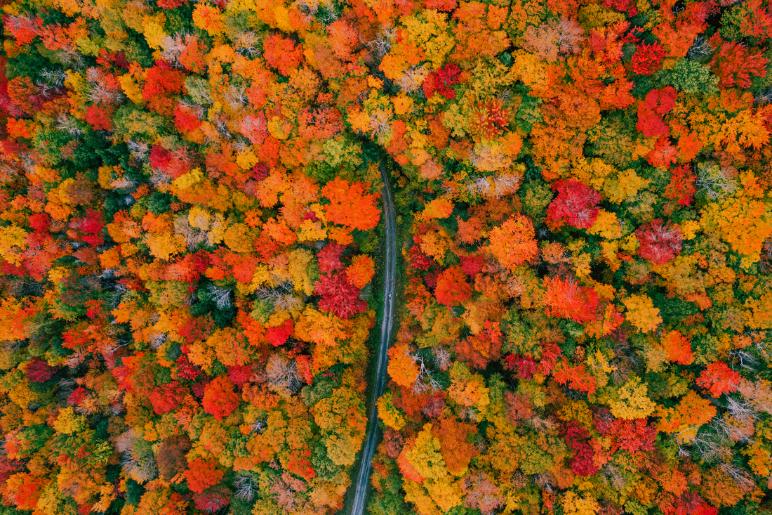 Aerial view of fall leaves