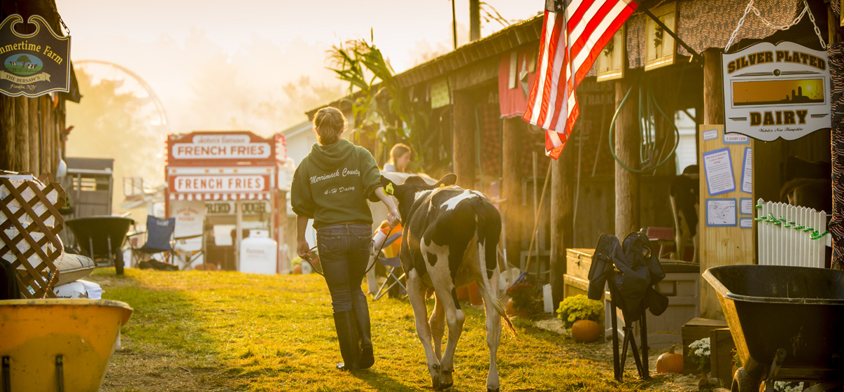 woman walking cow at a fair