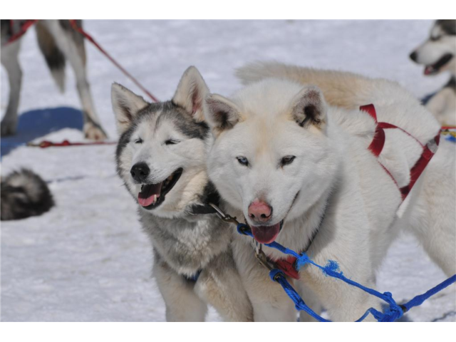 muddy paw sled dog kennel tours