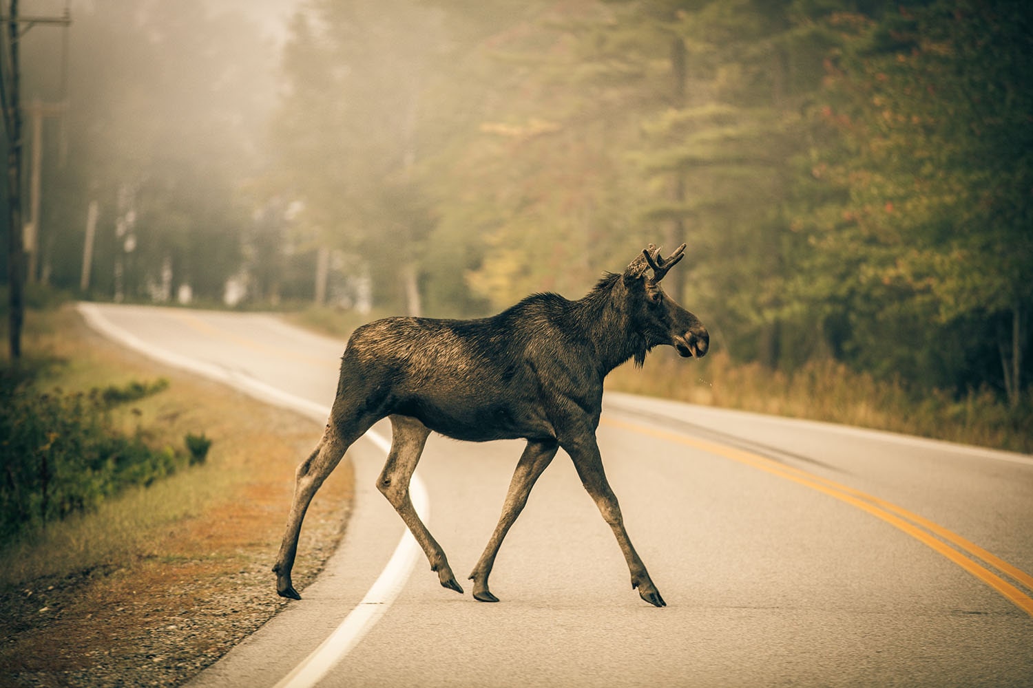 Visit NH : Where To Spot New Hampshire’s Wildlife