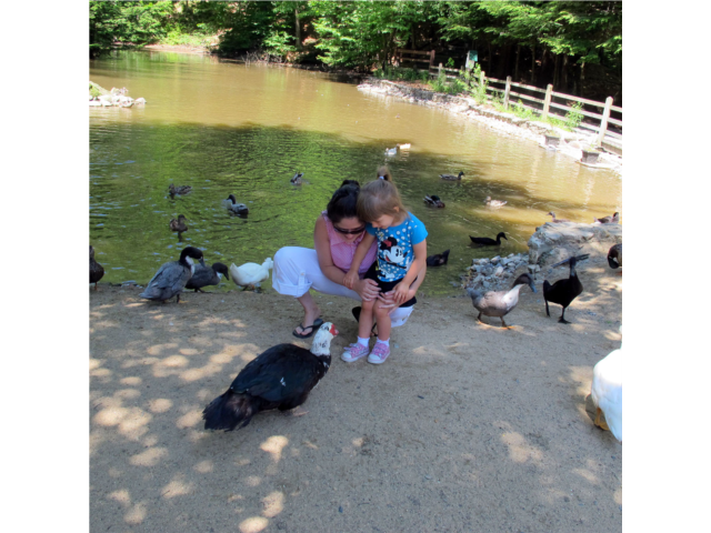 Friendly family of Ducks