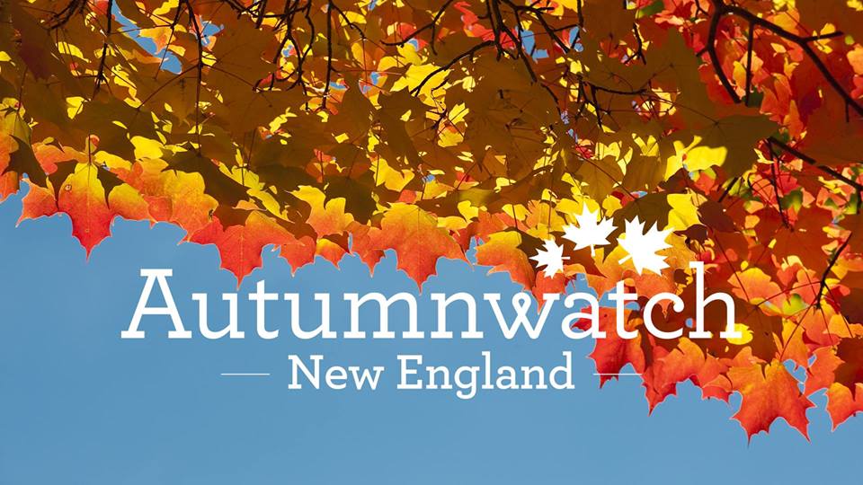 Autumnwatch in New England - State by State Features